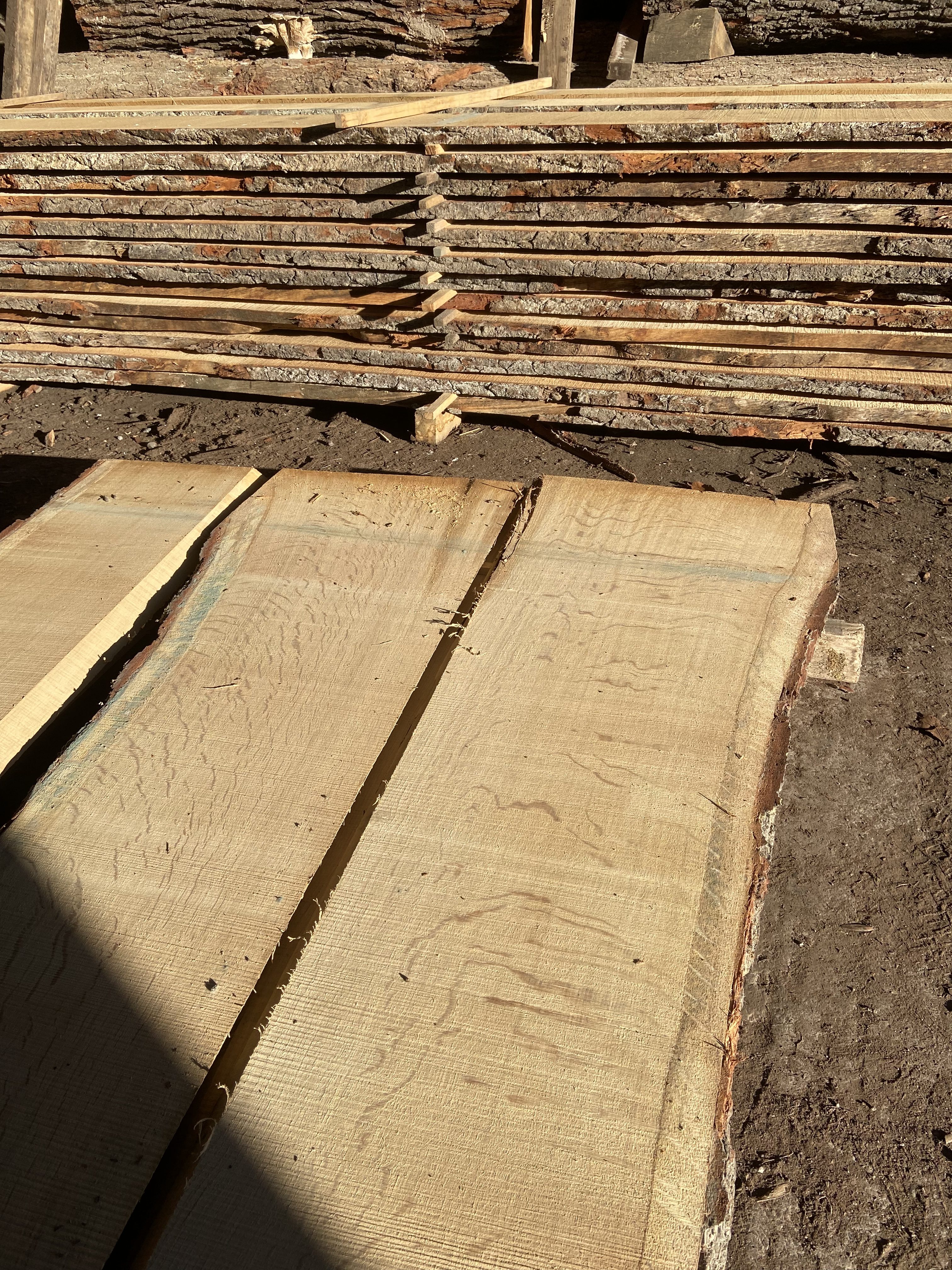 Waney edged Quarter Sawn English Oak